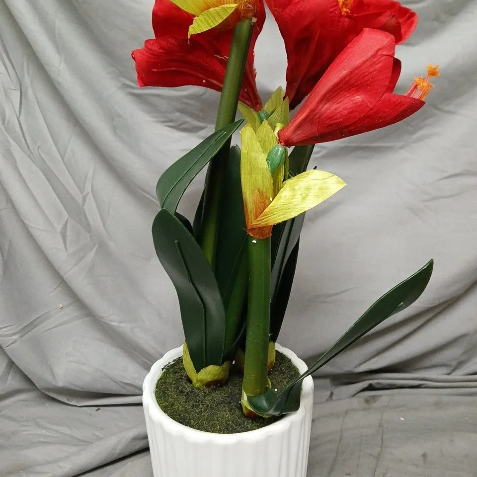 OTTERS BROOK AMARYLLIS PLANT IN POT