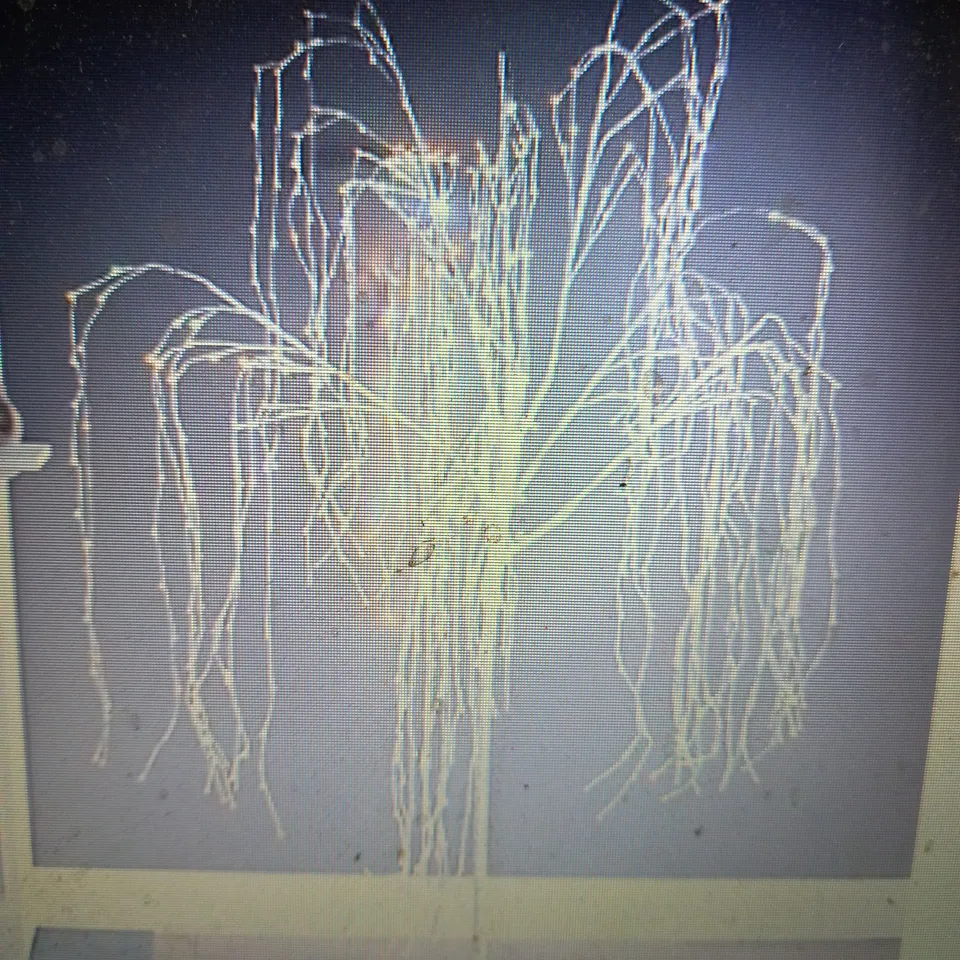 SANTA'S BEST 7FT PRE-LIT INDOOR OUTDOOR WILLOW TREE