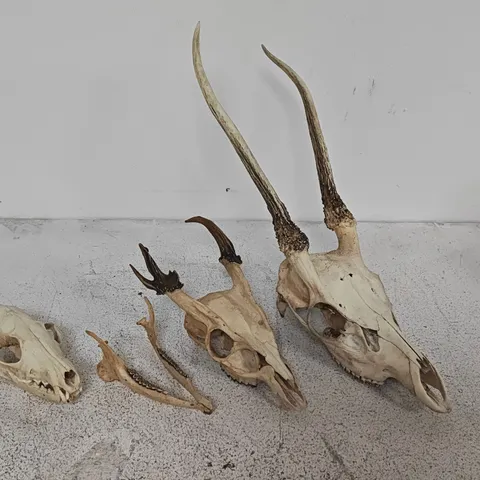 LOT OF 3 ANIMAL SKULLS