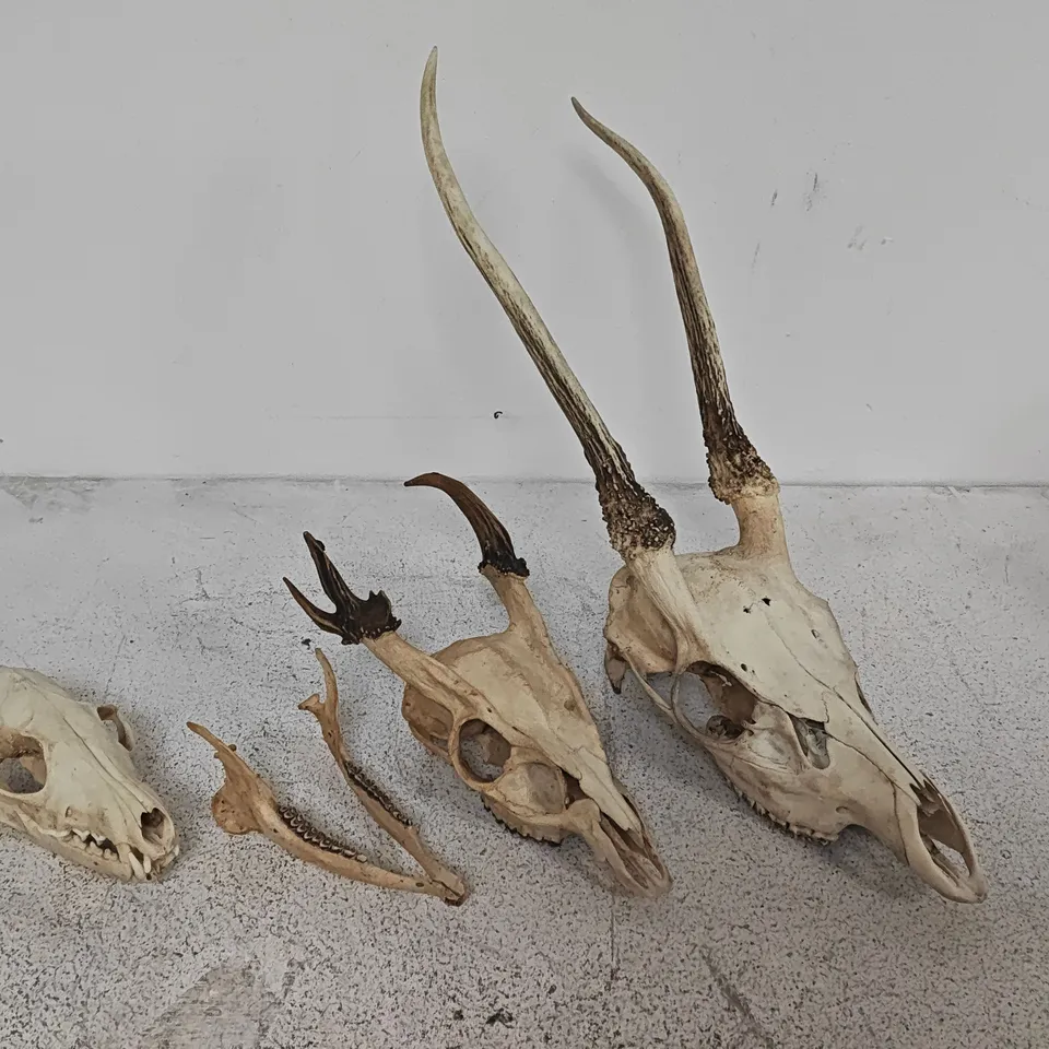 LOT OF 3 ANIMAL SKULLS