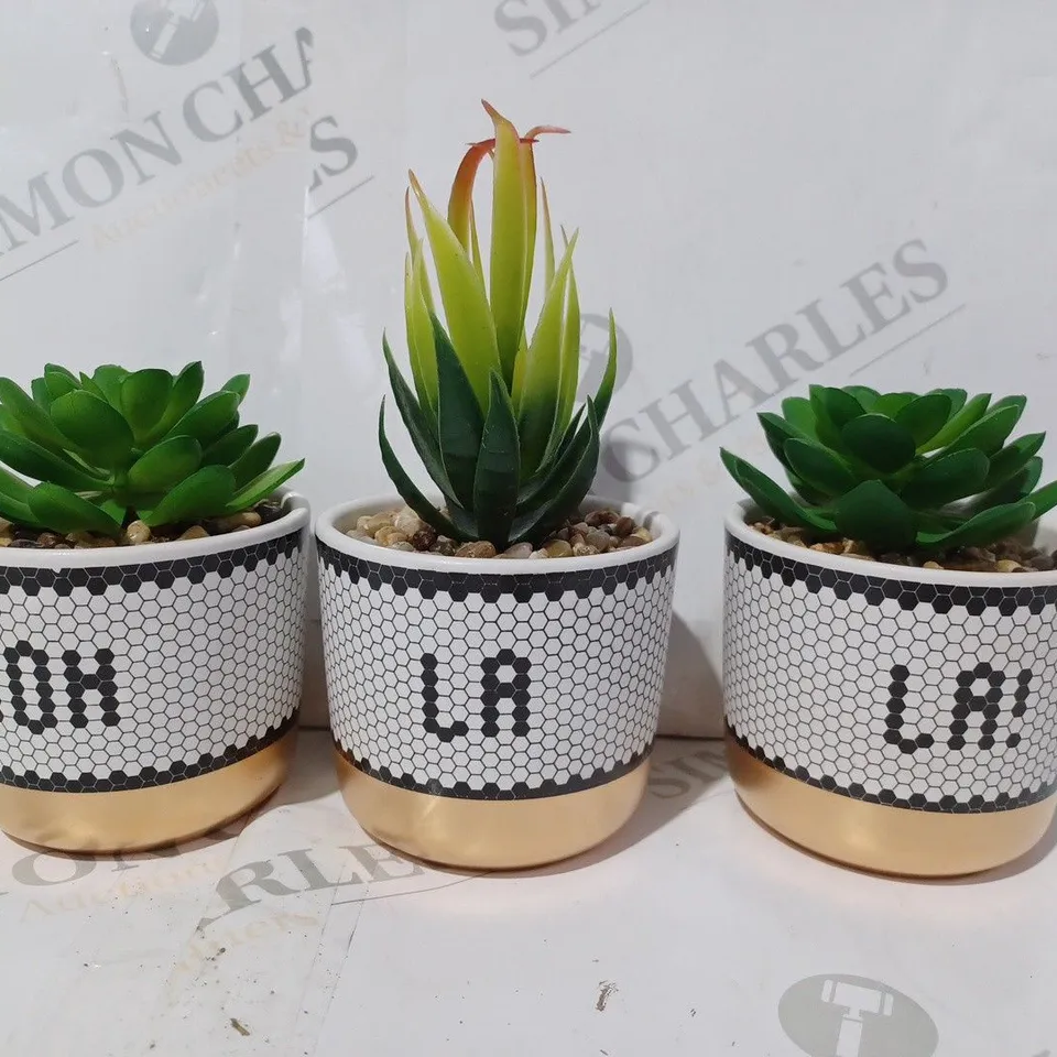 BUNDLEBERRY BY AMANDA HOLDEN SET OF 3 MINI OOH LA LA SUCCULENTS IN GIFT BOX