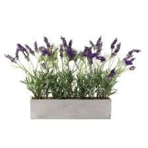 PEONY LAVENDER SET IN A CONCRETE PLANTER