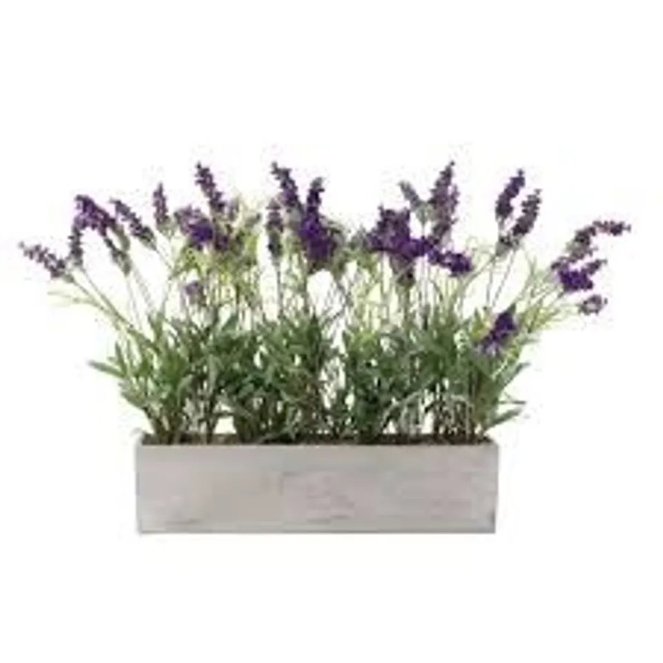 PEONY LAVENDER SET IN A CONCRETE PLANTER