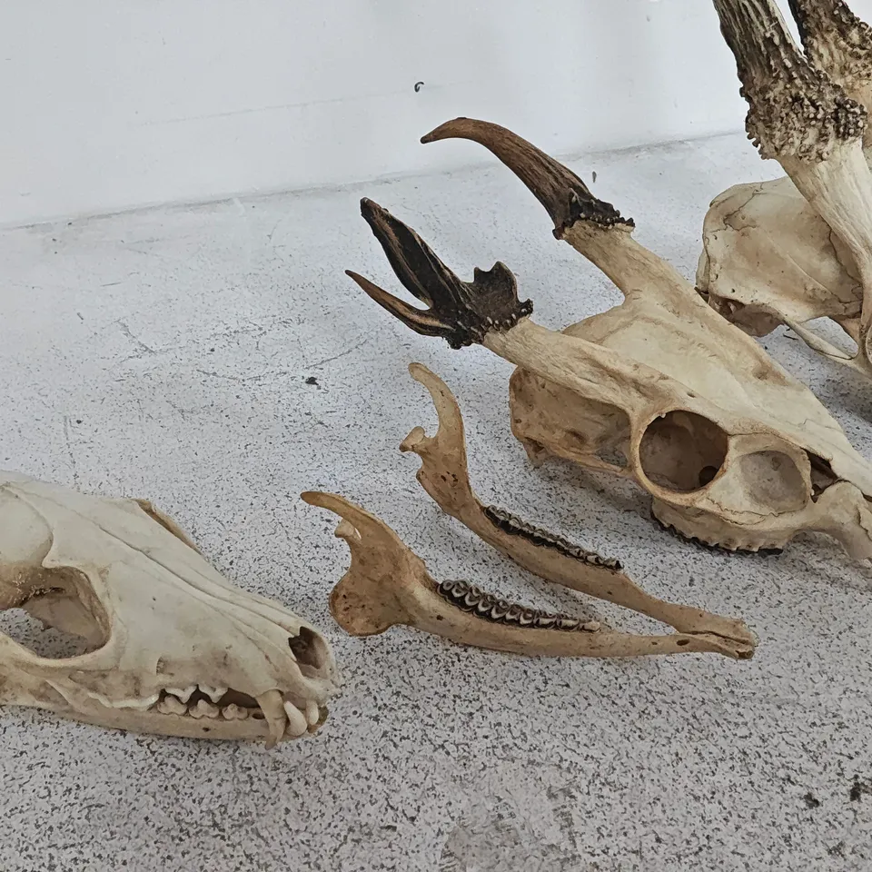 LOT OF 3 ANIMAL SKULLS