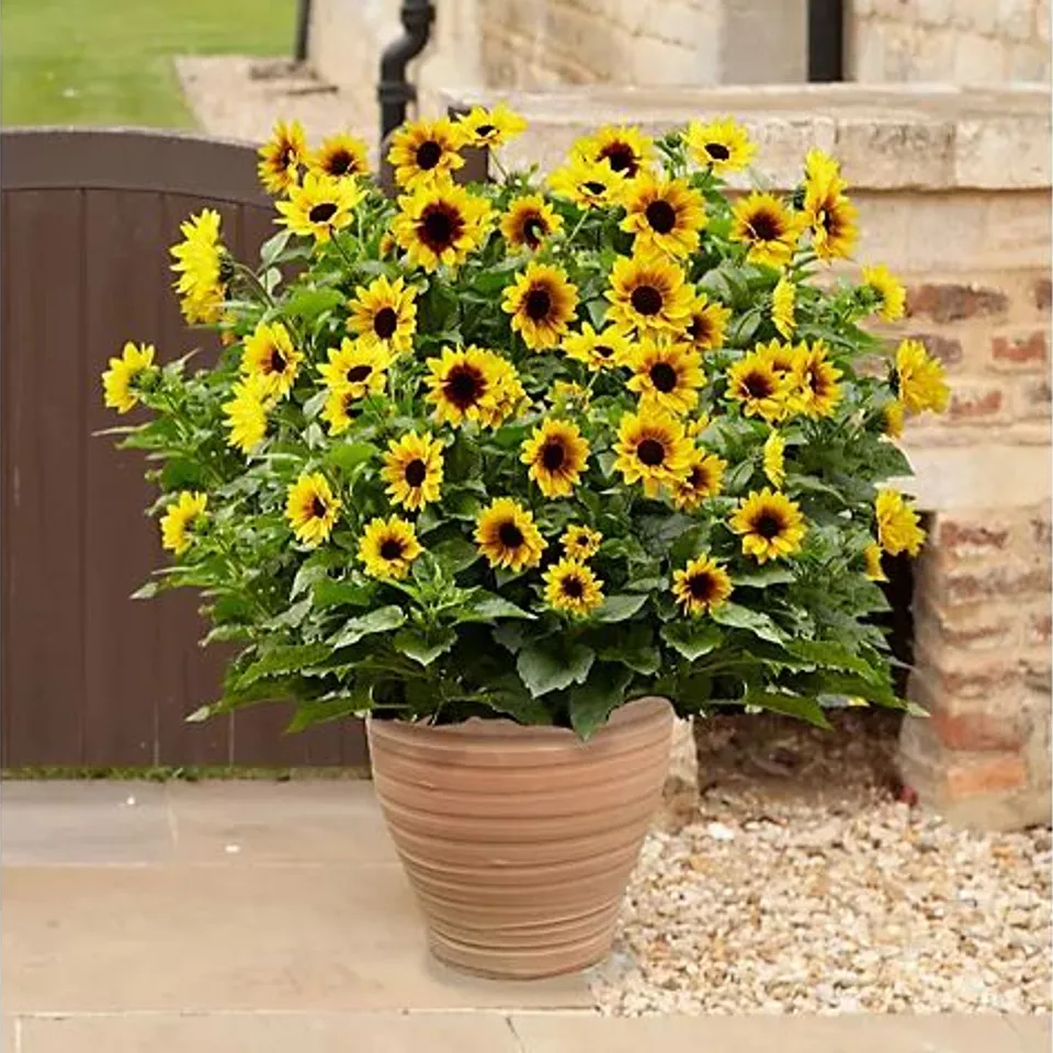 YOUGARDEN PATIO SUNFLOWER 'SUNBELIEVABLE BROWN EYED GIRL' IN A 3L POT