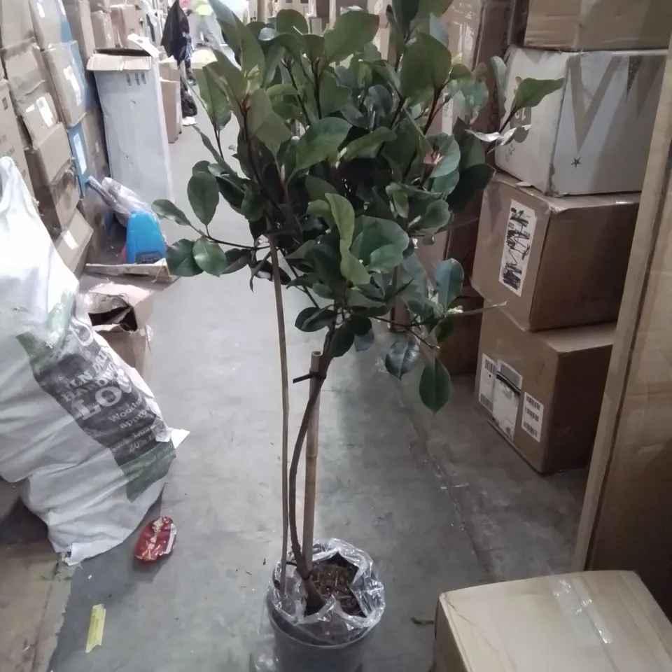 BOXED REAL PHOTINIA LITTLE RED RIBBON 1M TREE