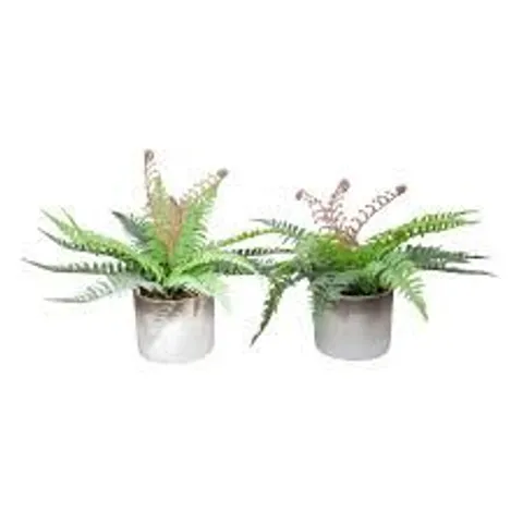 PEONY SET OF 2 FERN PLANTS IN A TWO-TONE CEMENT POTS
