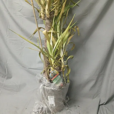 TALL POTTED HOUSEPLANT IN GREY POT (LIVE PLANT)