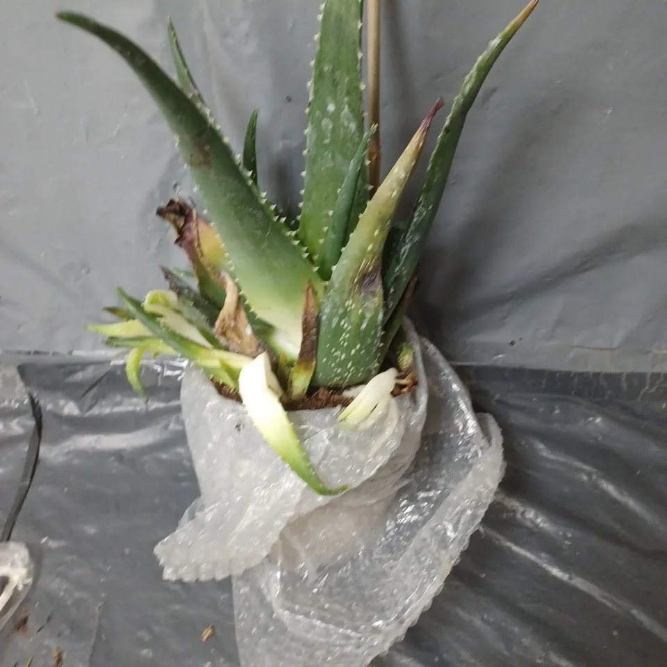 ALOE VERA 15CM 50CM TALL GREEN HOUSEPLANT 