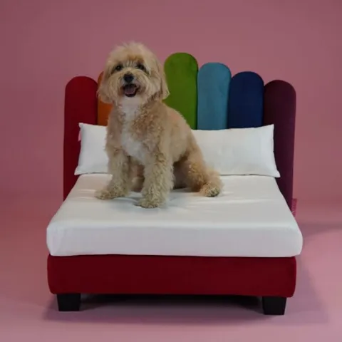 BRAND NEW BOXED LUXOR LUXURY HUMAN QUALITY DOG BED RAINBOW SMALL
