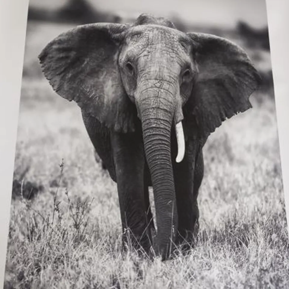 SEVEN AFRICAN INSPIRED PRINTS TO INCLUDE; MALE LION, ELEPHANT, ELEPHANT WITH CHILD AND TRIBL PATTERNS