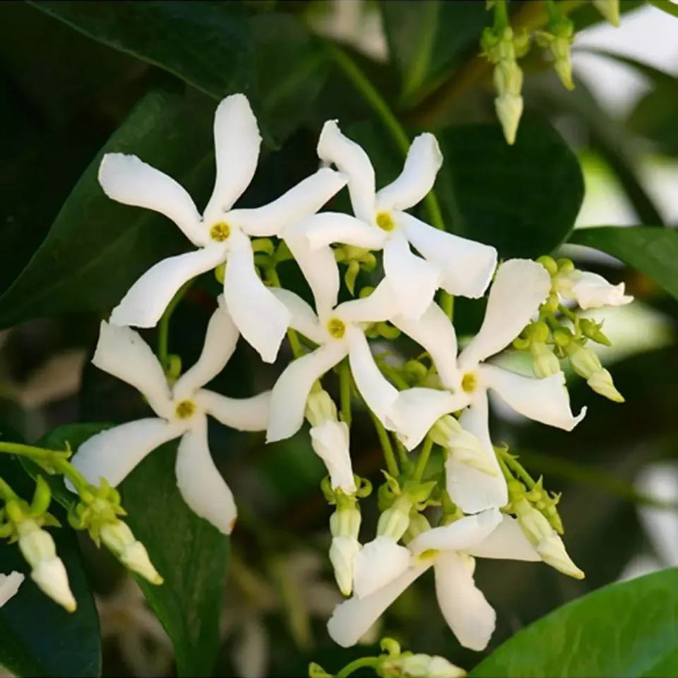 JASMINE TRACHELOSPERMUM PLANT