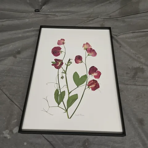 JAMJAR EDIT SWEET PEA FRAMED PRESSED FLOWERS - COLLECTION ONLY