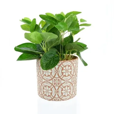 BOXED DESKTOP FOLIAGE PLANT IN POT