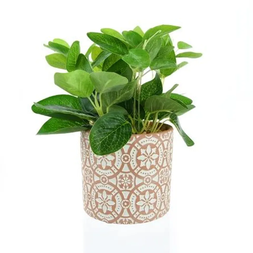 BOXED DESKTOP FOLIAGE PLANT IN POT