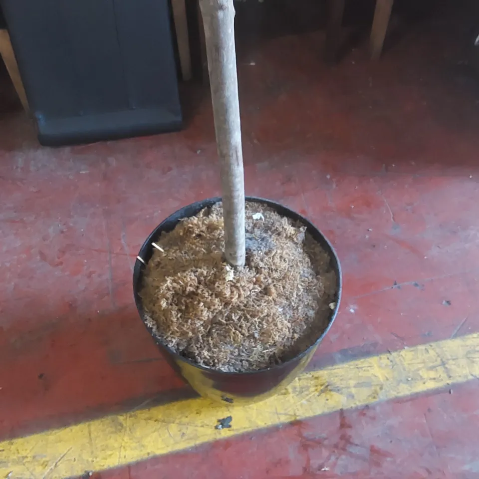 ARTIFICIAL POTTED TREE