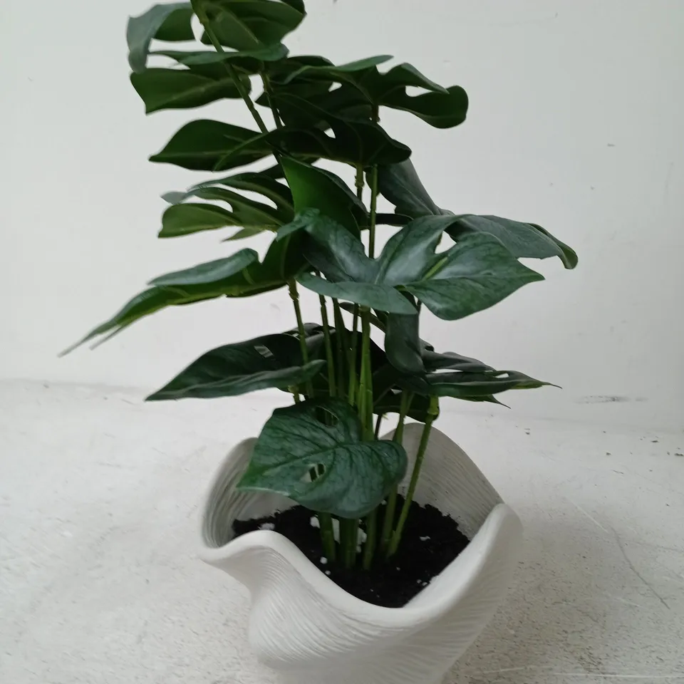 POTTED HOUSEPLANT IN WHITE CERAMIC POT