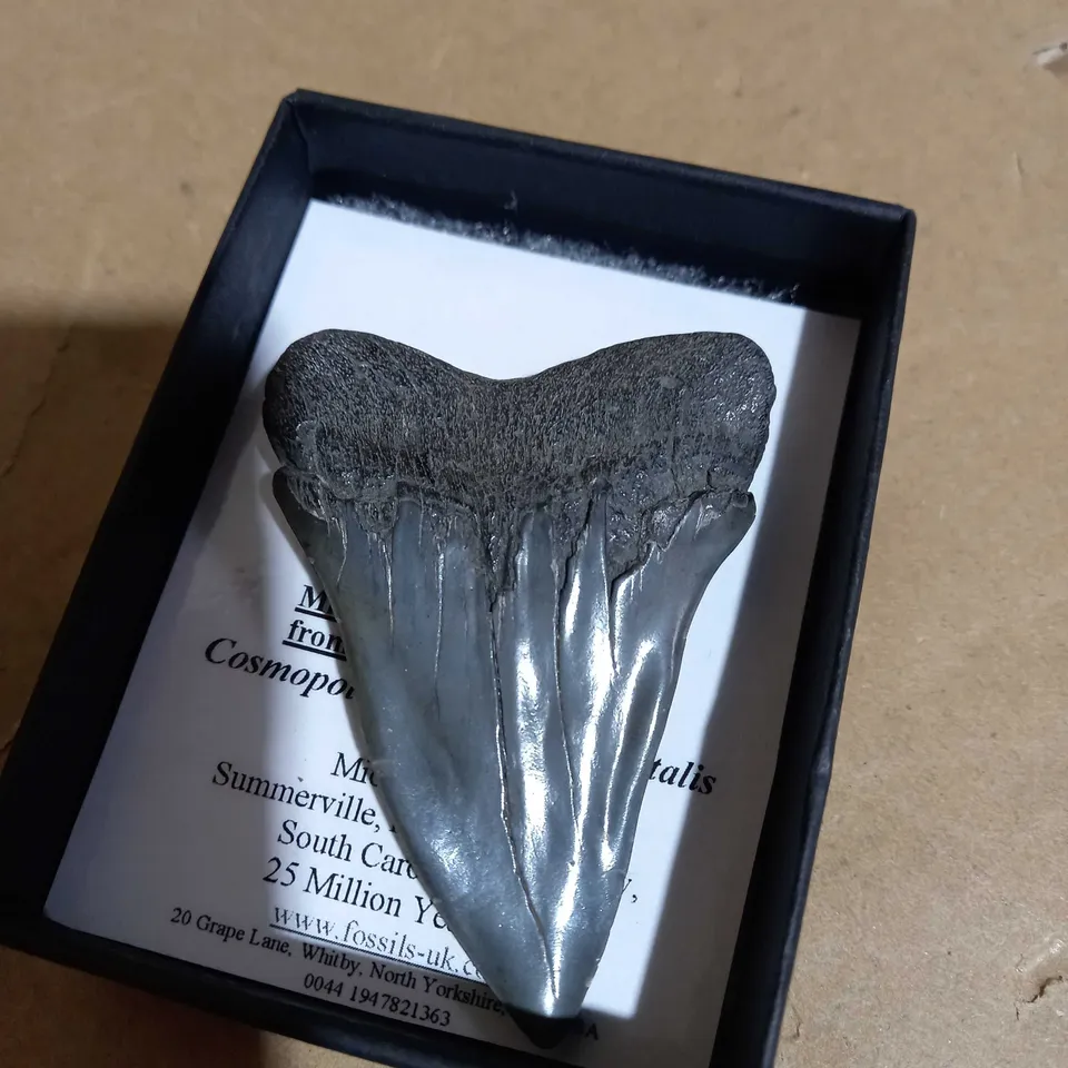 MIOCENE MAKO SHARK TOOTH FROM SOUTH CAROLINA ( 25 MILLION YEARS OLD )