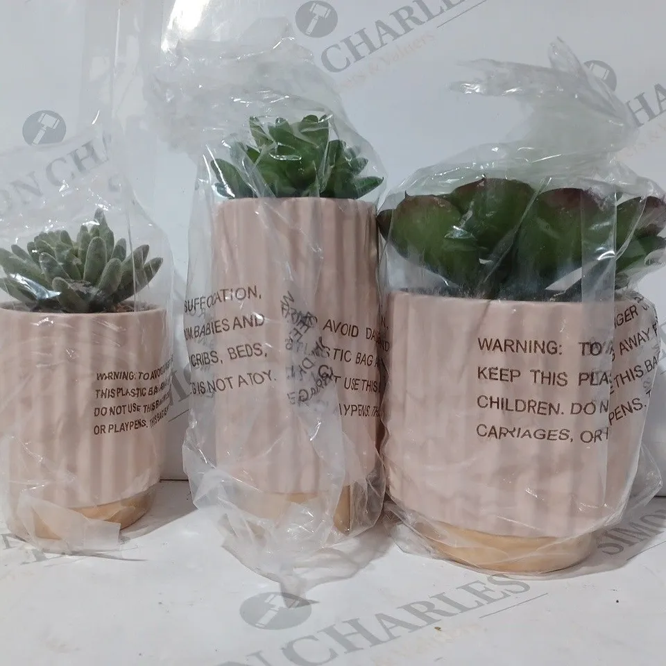 3 FAUX CACTUS PLANTS OF VARYING SIZES