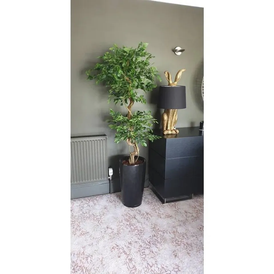 BOXED FLOOR FICUS TREE IN POT