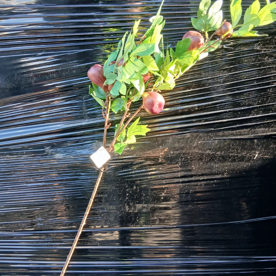 APPROXIMATELY 12 BRAND NEW GRAHAM LONDON DECORATIVE BRANCH WITH FAUX APPLES