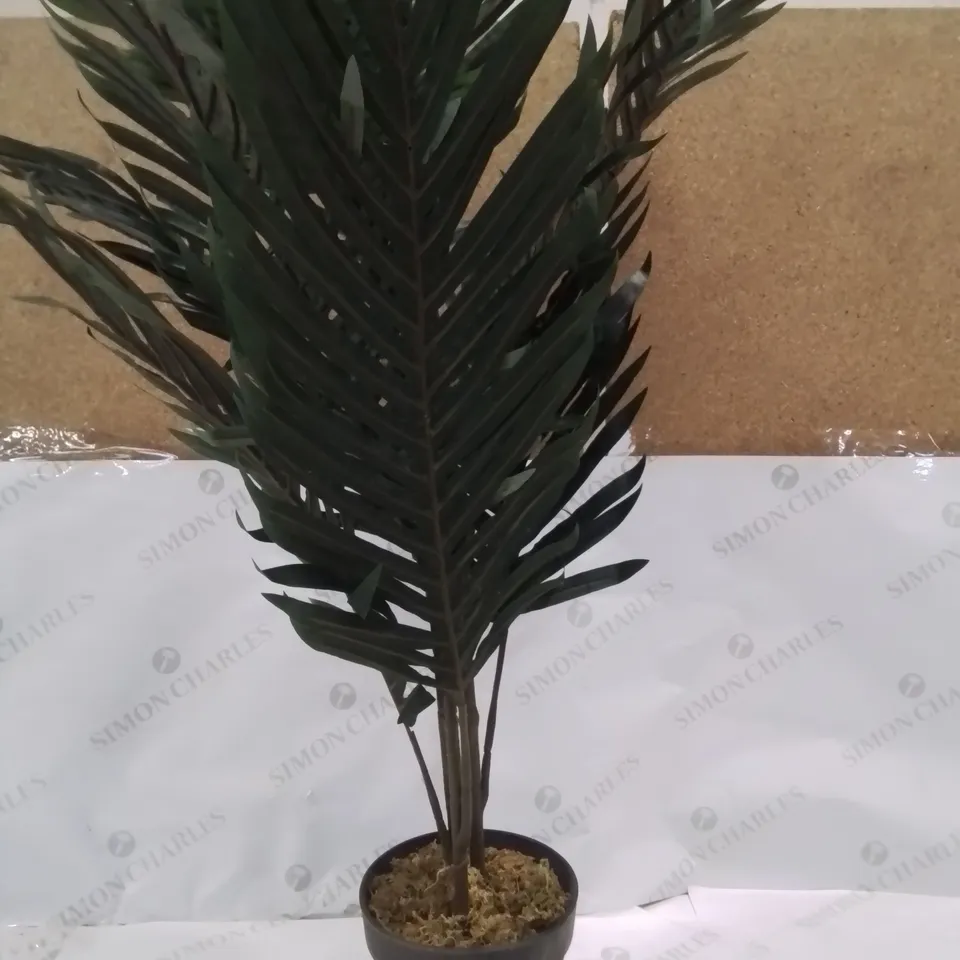 PALM TREE IN POT 