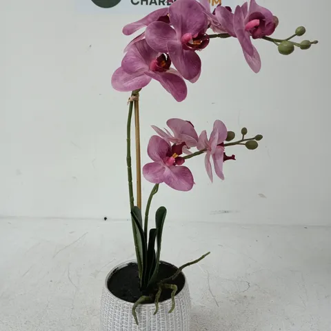 SCOTTISH EVERLASTINGS 52CM 2-STEM PHALAENOPSIS ORCHID