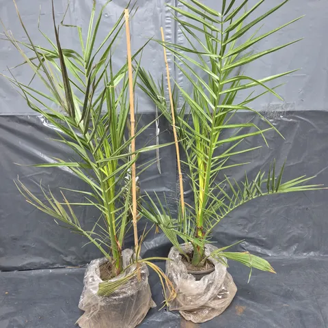 PAIR OF HARDY PHOENIX CANARIENSIS TREES 80-100CM TALL 15CM POTTED PLANTS