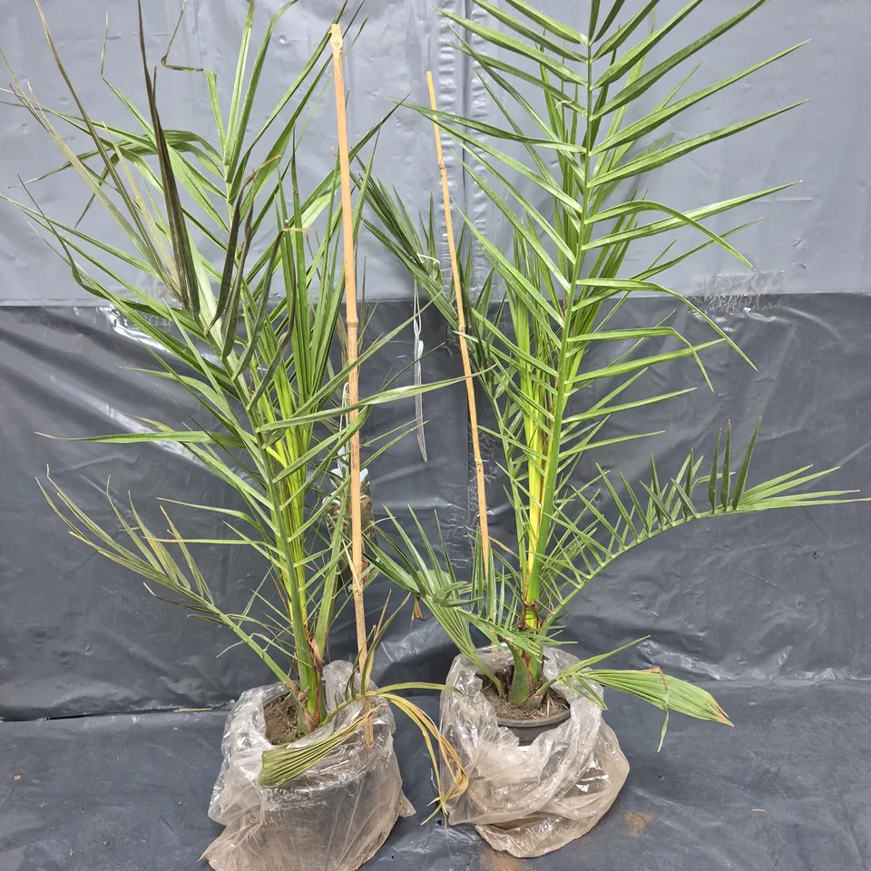PAIR OF HARDY PHOENIX CANARIENSIS TREES 80-100CM TALL 15CM POTTED PLANTS RRP £24.99