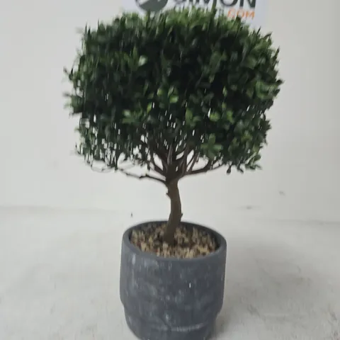 BOXED 45CM TOPIARY PLANT IN POT