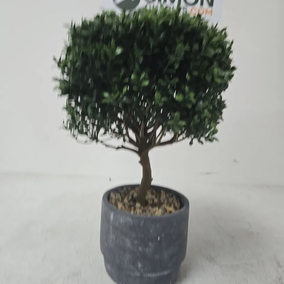 BOXED 45CM TOPIARY PLANT IN POT