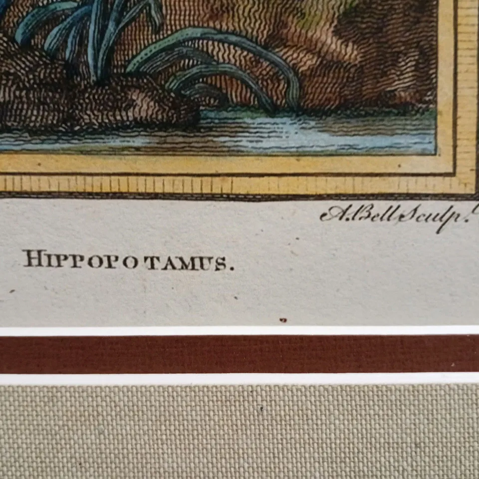 FRAMED ANTIQUE ART PRINT OF A HIPPOPOTAMUS - COLLECTION ONLY