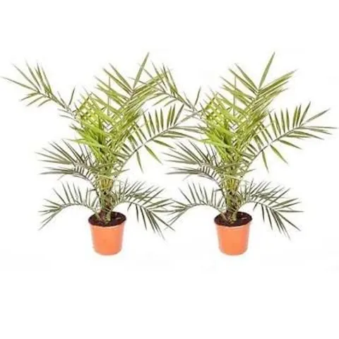 PAIR OF HARDY PHOENIX CANARIENSIS TREES 80-100CM TALL 15CM POTTED PLANTS