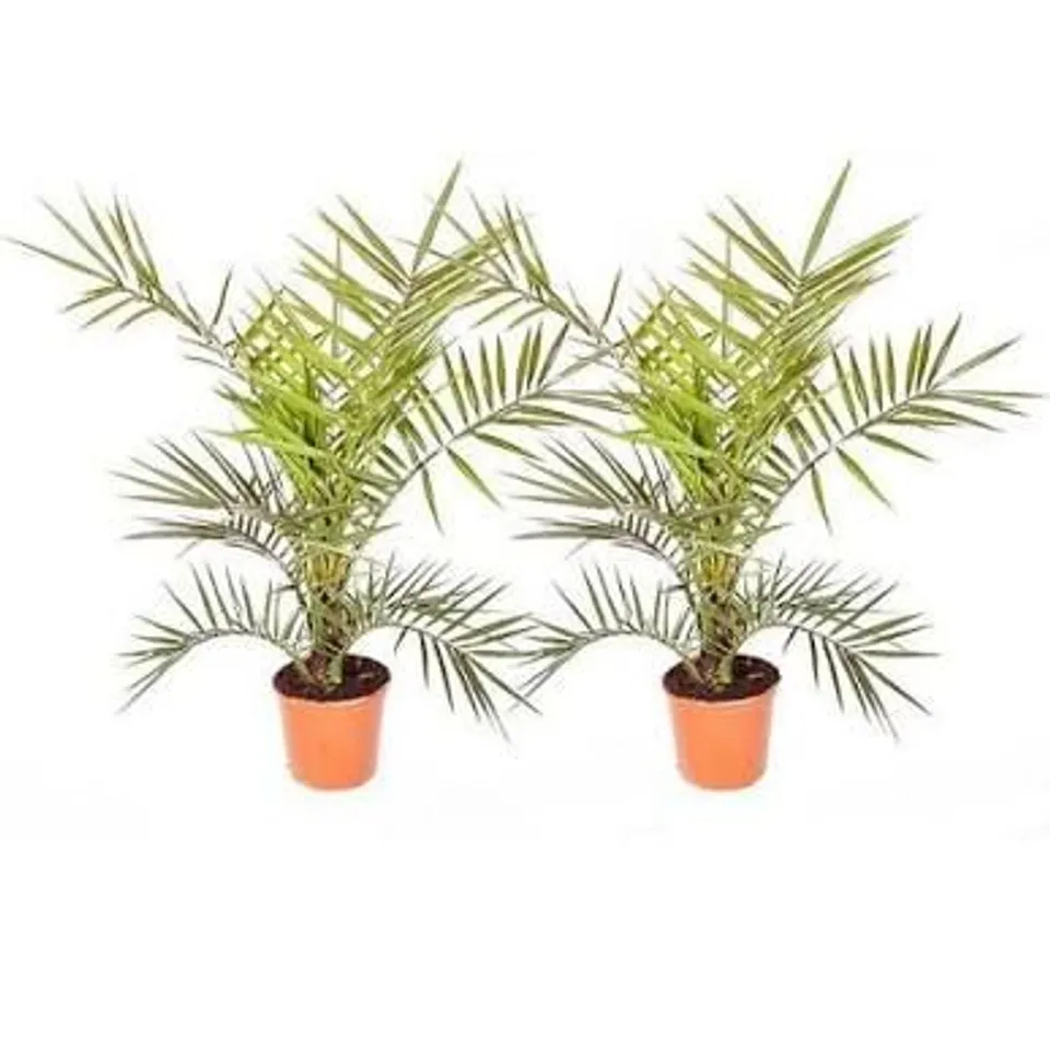 PAIR OF HARDY PHOENIX CANARIENSIS TREES 80-100CM TALL 15CM POTTED PLANTS RRP £24.99