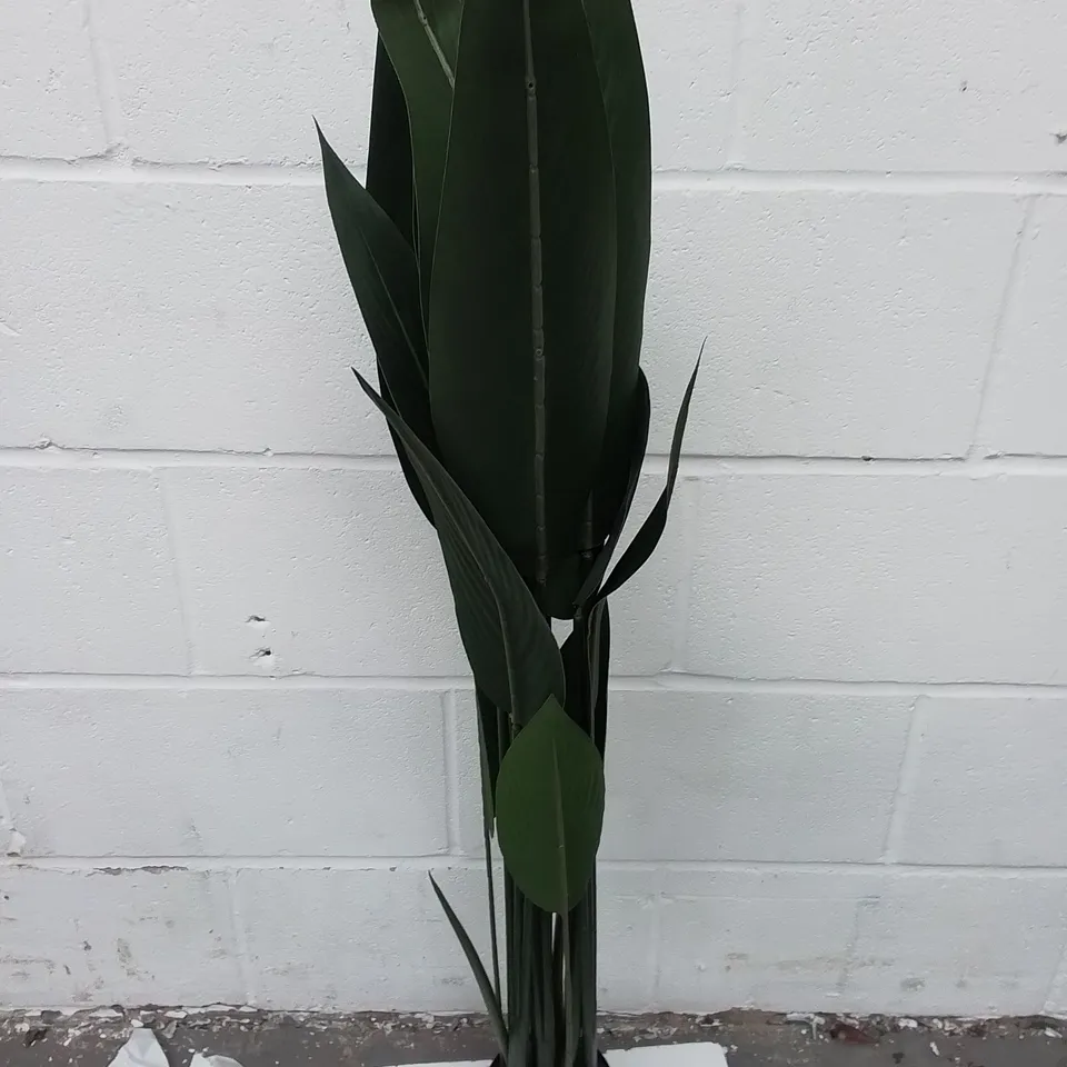 BOXED PLANT BIRDS OF PARADISE - COLLECTION ONLY 
