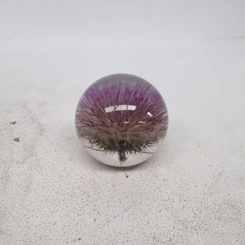 HAFOD GRANGE PAPERWEIGHT "OPEN THISTLE" SCOTLAND STUART'S