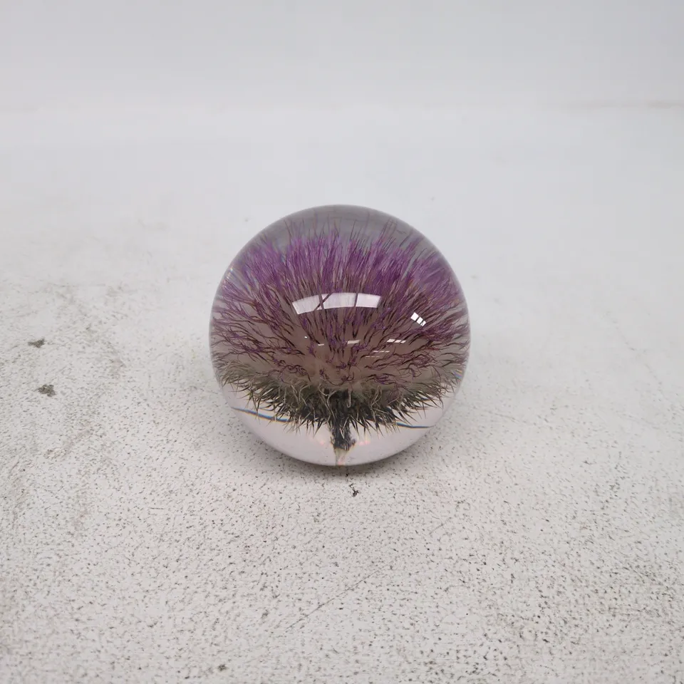 HAFOD GRANGE PAPERWEIGHT "OPEN THISTLE" SCOTLAND STUART'S
