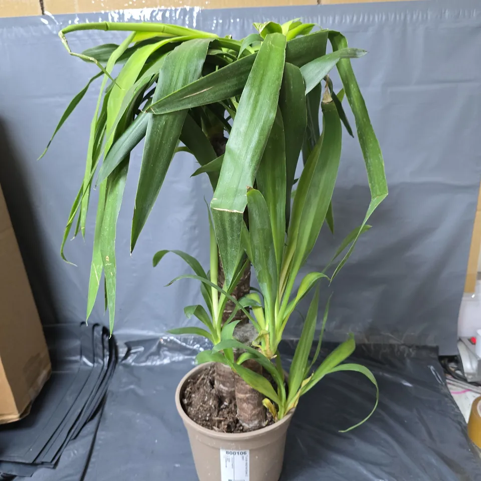 YUCCA 2 STEM 45/20CM IN 17CM POT 80CM TALL - GREEN HOUSEPLANT RRP £19.99