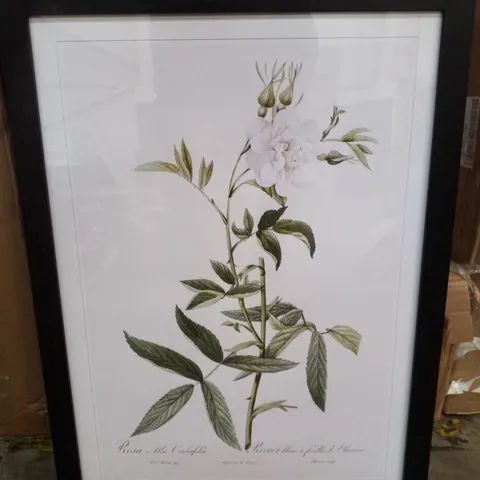 WHITE ROSES OF YORK BY PIERRE - JOSEPH REDOUTE - PICTURE FRAME ART 