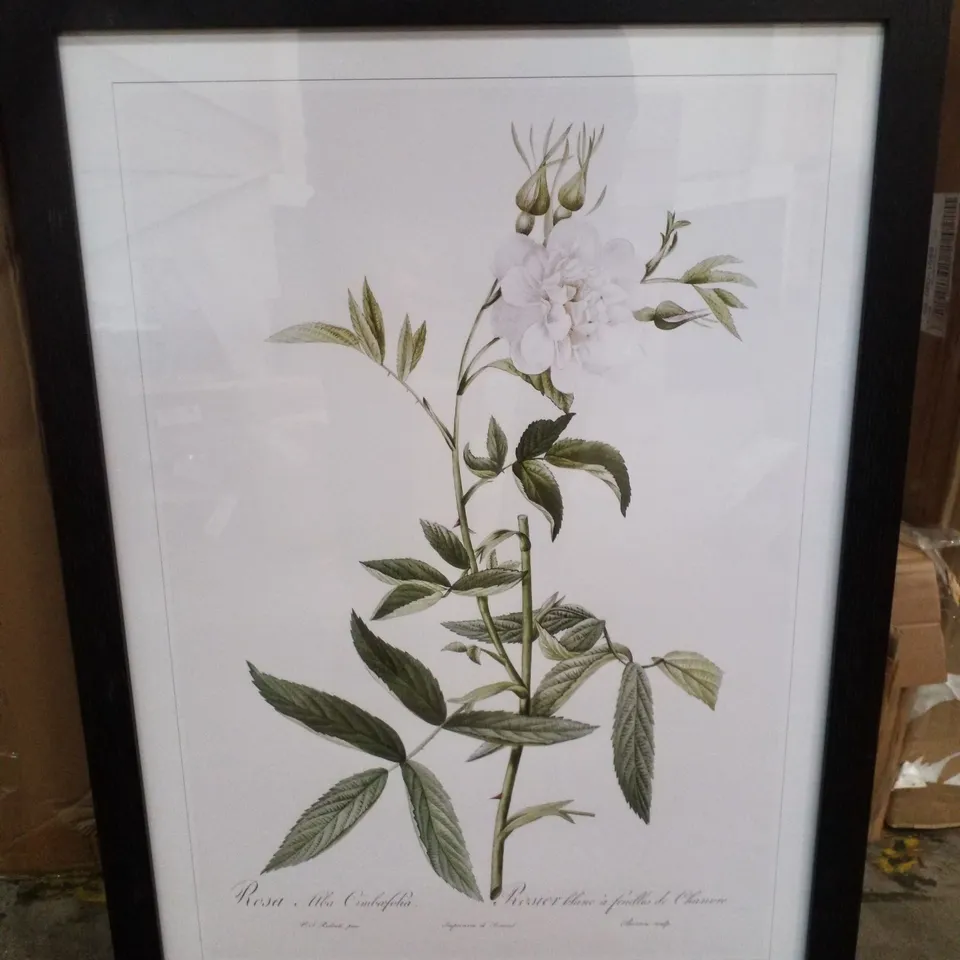 WHITE ROSES OF YORK BY PIERRE - JOSEPH REDOUTE - PICTURE FRAME ART 