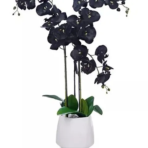 JM BY JULIEN MACDONALD MULTI STEM ORCHID IN WHITE GLAZED POT BLACK