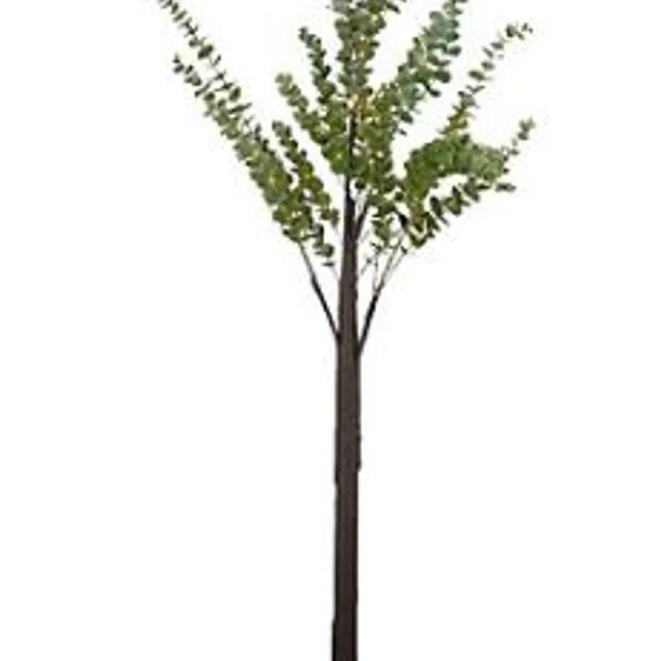 SARA DAVIES PRE-LIT INDOOR OUTDOOR EUCALYPTUS TREE - COLLECTION ONLY