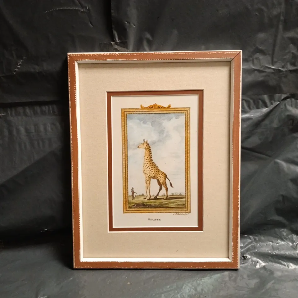 FRAMED ANTIQUE ART PRINT OF A GIRAFFE - COLLECTION ONLY