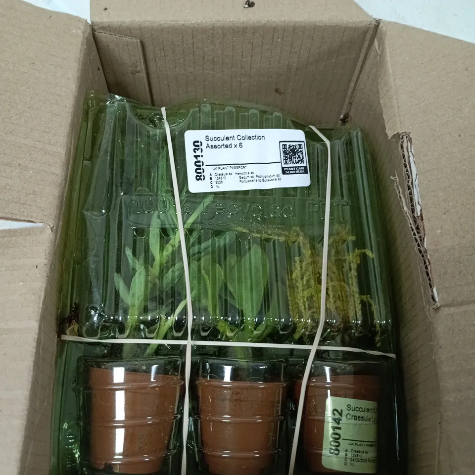 SUCCULENT COLLECTION ASSORTED X6 – 6 LIVE SUCCULENTS