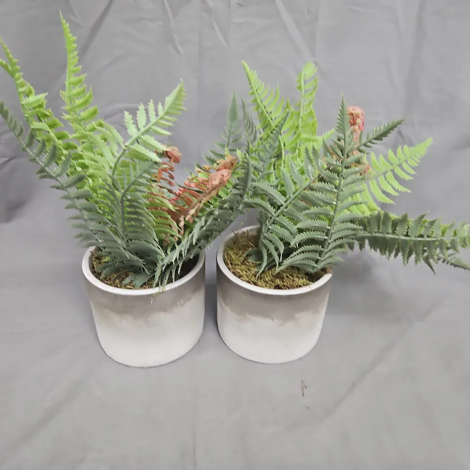 PAIR OF POTTED FERNS (HOUSEPLANTS)
