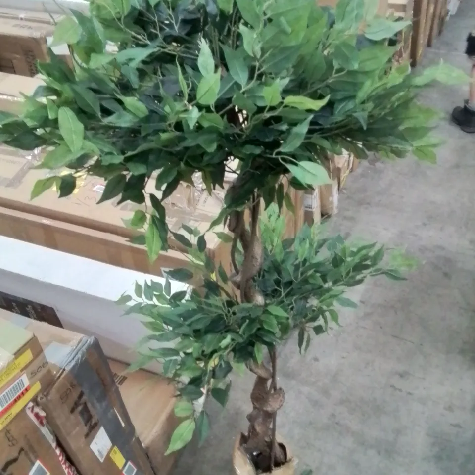 BOXED ARTIFICIAL FICUS TREE IN POT LINER