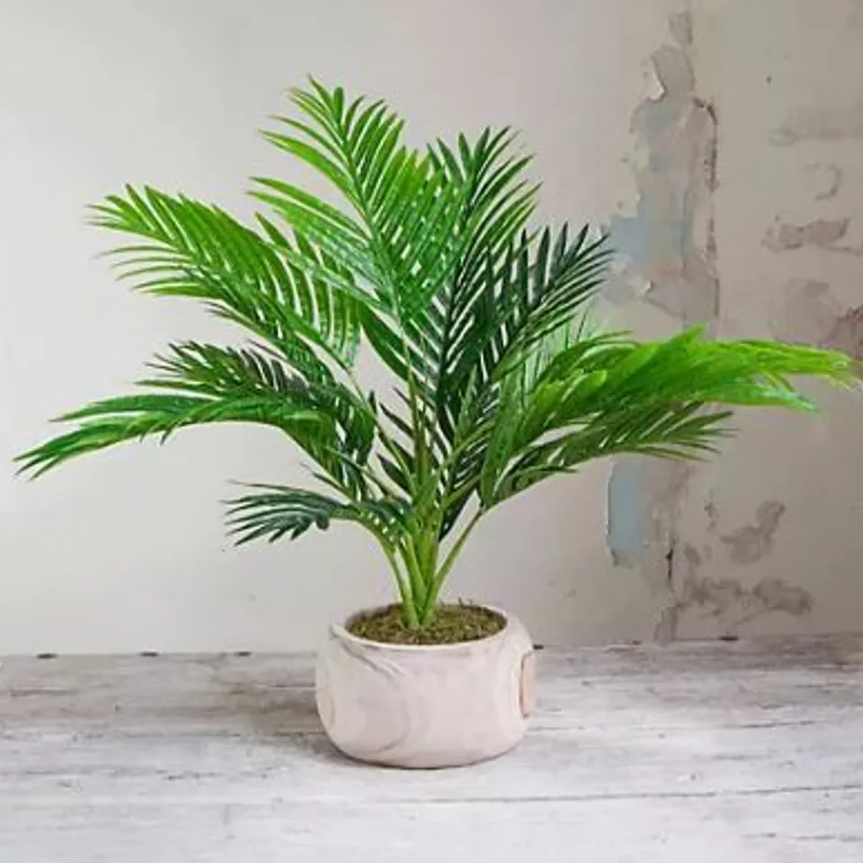 PEONY POTTED PALM IN WOODEN BOWL