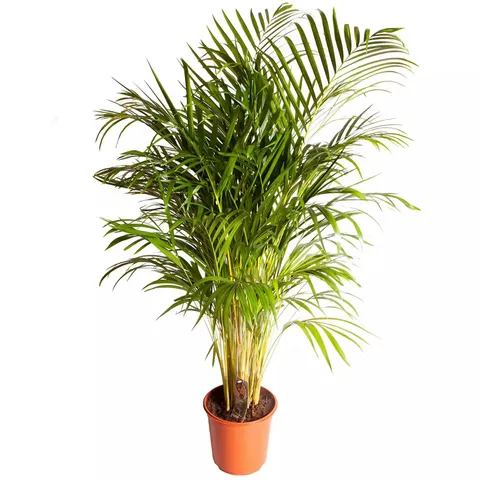 YOU GARDEN ARECA PALM 20CM POT 90CM TALL - COLLECTION ONLY