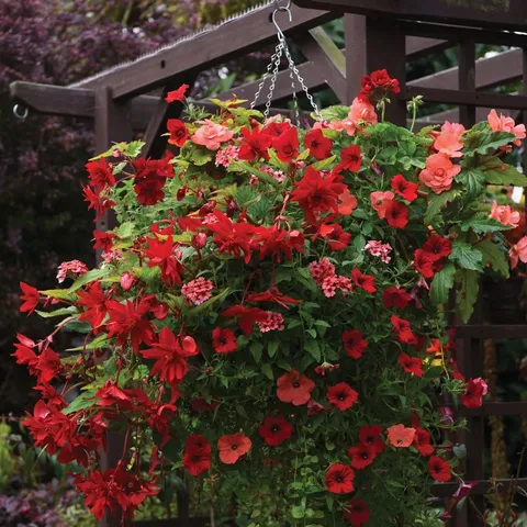 BOXED DUNROBIN HANGING BASKET (×2)