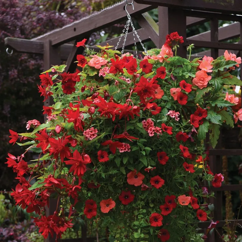 BOXED DUNROBIN HANGING BASKET (×2)